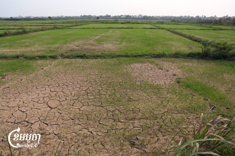 Paddy fields in Kandal province on April 10, 2023. (CamboJA/ Pring Samrang)