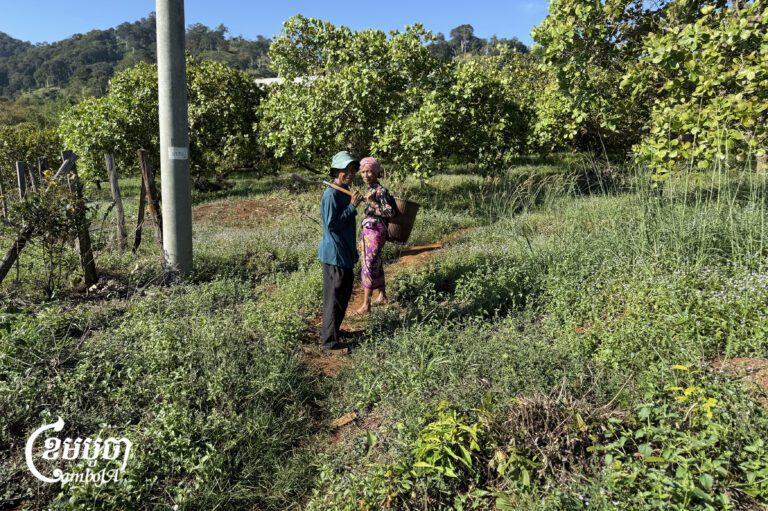 Indigenous Bunong people walk through a cashew farm in Ratanakiri province. Dec. 6, 2025. (CamboJA/Pring Samrang)