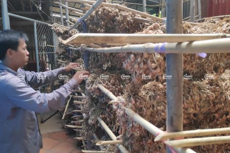 Farmer Tai Song shows his green garlic seeds at his house in Kandal province’s S’ang district. Photo taken on September 20, 2021. CamboJA/ Vann Vichar