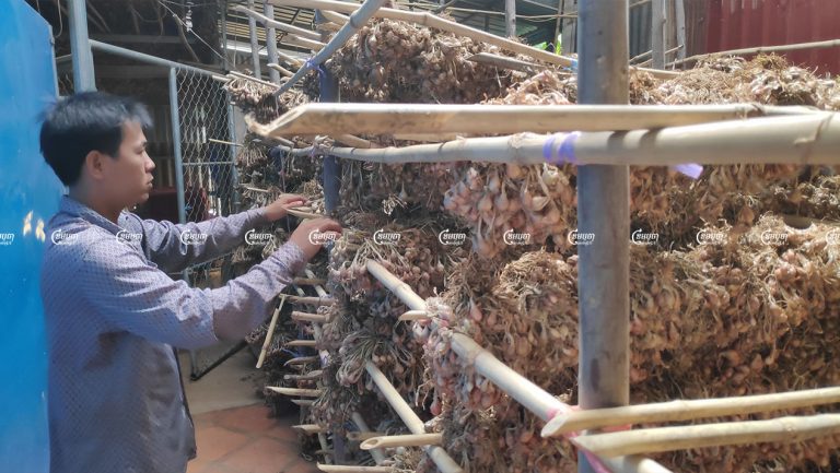 Farmer Tai Song shows his green garlic seeds at his house in Kandal province’s S’ang district. Photo taken on September 20, 2021. CamboJA/ Vann Vichar