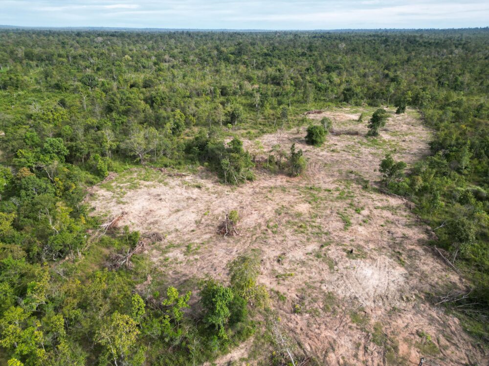 In November 2024, Chhoeung Chheng denounced the authorities' passivity in the face of deforestation on this plot of land to the west of the Beng Per Wildlife Sanctuary. – Credit: Gerald Flynn